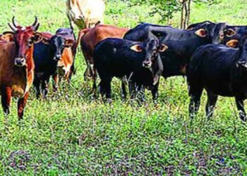 अत्यंत महत्त्वाचे! शासकीय पड व गायरान जमिनीवरील शेती प्रयोजनासाठी अतिक्रमण नियमित करून देणे.