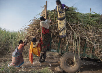 उसाचा फड आणि जन्मोजन्मीच्या मरणकळा !