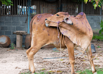 पुण्यात लम्पी स्कीन रोगाचा वाढता प्रादुर्भाव: जिल्हाधिकाऱ्यांकडून लसीकरण आणि प्रतिबंधात्मक उपाययोजनांवर भर