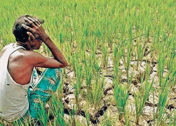 रायगडमधील शेतकरी पंतप्रधान पीक विमा योजनेच्या लाभापासून वंचित; ८८ लाखांची रक्कम रखडली
