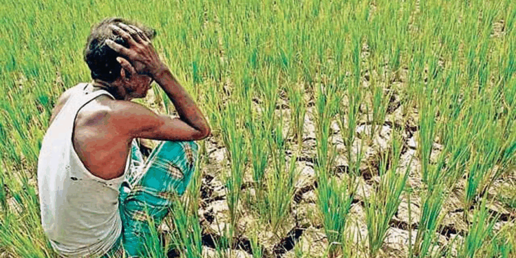 रायगडमधील शेतकरी पंतप्रधान पीक विमा योजनेच्या लाभापासून वंचित; ८८ लाखांची रक्कम रखडली