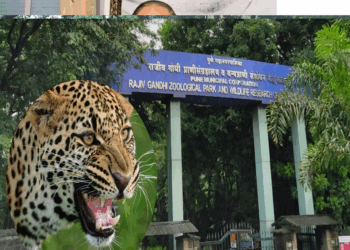 Pune News : पुण्यातील राजीव गांधी प्राणीसंग्रहालयात खळबळ, तब्बल 15 प्राणी दगावले