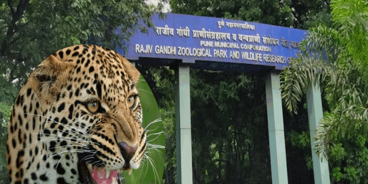 Pune News : पुण्यातील राजीव गांधी प्राणीसंग्रहालयात खळबळ, तब्बल 15 प्राणी दगावले