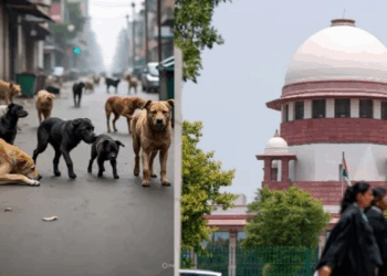 दिल्ली-एनसीआरमधील भटक्या कुत्र्यांचा प्रश्न गंभीर, सर्वोच्च न्यायालयाचा महत्त्वपूर्ण आदेश