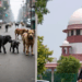 दिल्ली-एनसीआरमधील भटक्या कुत्र्यांचा प्रश्न गंभीर, सर्वोच्च न्यायालयाचा महत्त्वपूर्ण आदेश