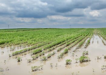 मदतीच्या नावाखाली शेतकऱ्यांची थट्टा! शासनाची अपुरी मदत आणि पीक विमा योजनेतील त्रुटींमुळे शेतकरी हवालदिल