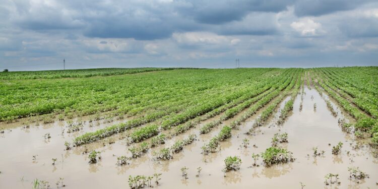 मदतीच्या नावाखाली शेतकऱ्यांची थट्टा! शासनाची अपुरी मदत आणि पीक विमा योजनेतील त्रुटींमुळे शेतकरी हवालदिल