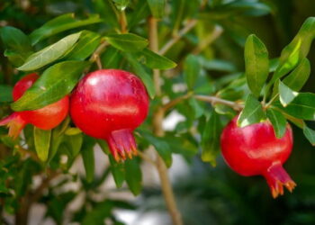 अतिवृष्टीने डाळिंब बागा उद्ध्वस्त: सांगोला निर्यातक्षम डाळिंबाचे १ हजार कोटींचे नुकसान!