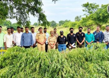 लालवण शिवारात ५२ लाखांच्या गांजाची शेती उघड; पिशोर पोलिसांची धडक कारवाई, एकाला अटक
