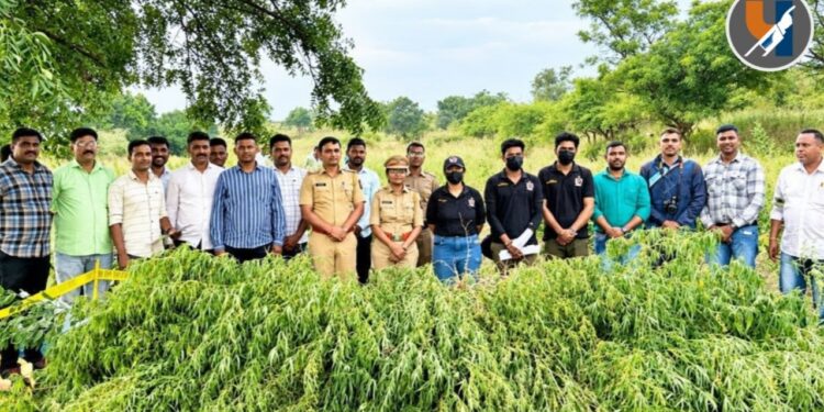 लालवण शिवारात ५२ लाखांच्या गांजाची शेती उघड; पिशोर पोलिसांची धडक कारवाई, एकाला अटक